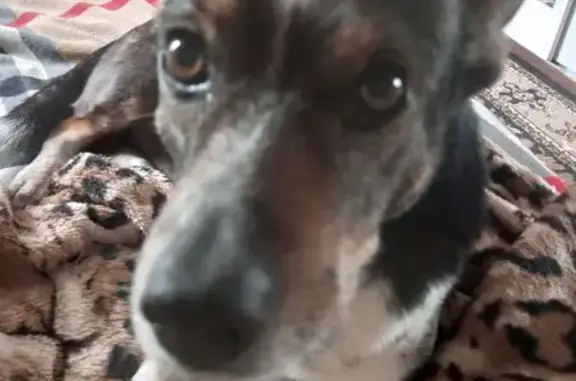 Пропала собака, Барнаул, пер. Конева, 21