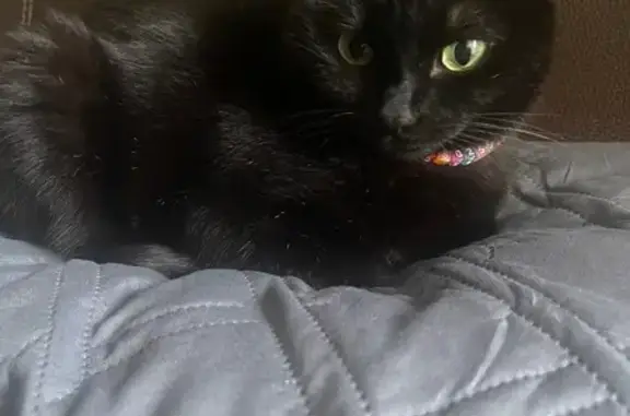 Пропала кошка, Уральских Рабочих 44