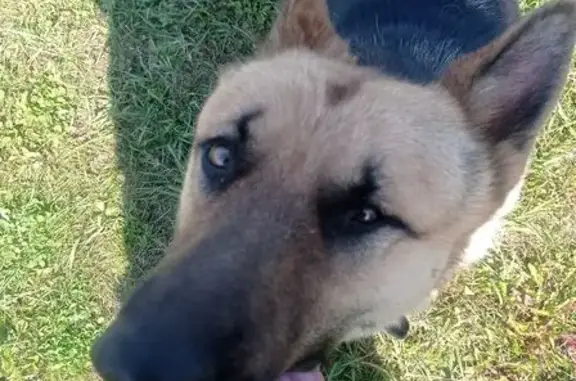 Найденные животные Зыковский сельсовет, фото: Овчарка найдена на Заповедной улице