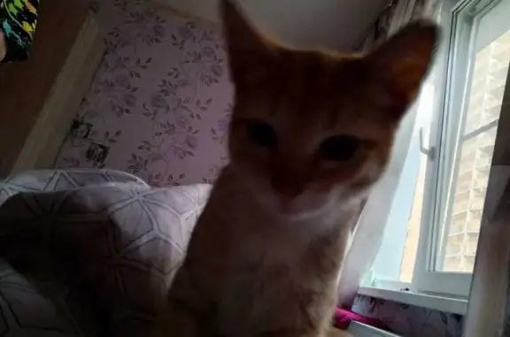 Кошка найдена на Петергофском шоссе