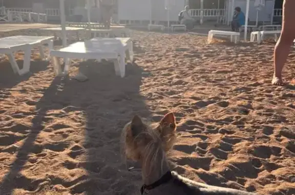 Собака найдена: Революционная 6А, Геленджик