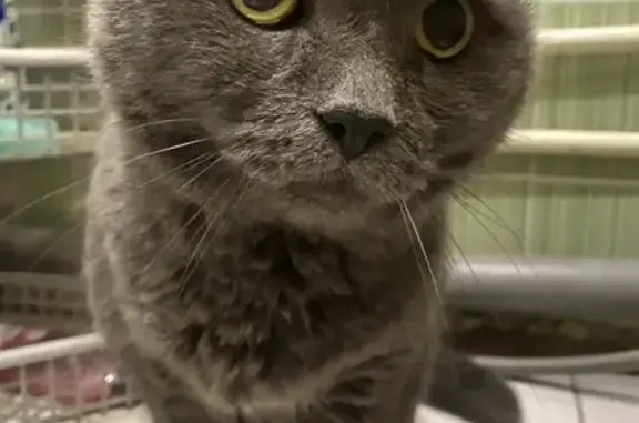 Найдена кошка, Красноярск, фото: Кошка найдена на ул. Павлова, 81, Красноярск