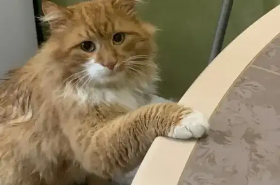 Кошки потеряшки, Маркс, фото: Потеряшка кошка, ул. Бебеля 88/1, Маркс