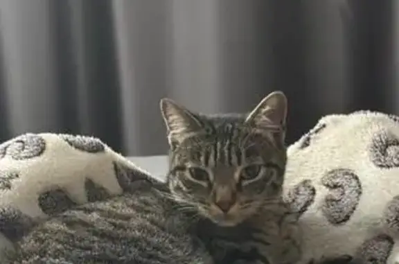 Кошки потеряшки, Учалы, фото: Потеряшка кошка на Молодёжной, Учалы