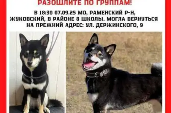 Собаки потеряшки, Жуковский, фото: Потеряшка собака, ул. Фрунзе 10, Жуковский