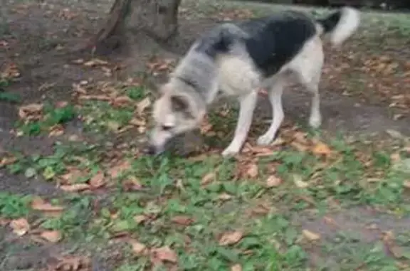 Собака найдена у ТЦ Арена, ул. 60-й Армии