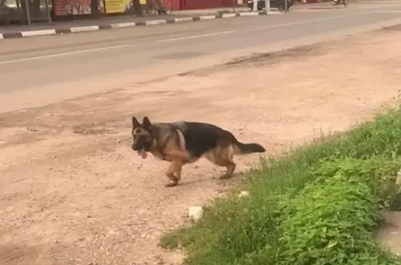 Найдена собака, Нижегородская область, фото: Алабай найден: пр. Ленина, 39, Н. Новгород