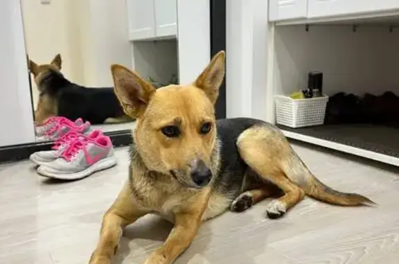 Найдена собака, Владимир, фото: Собака найдена на ул. Куйбышева, Владимир