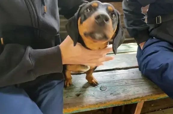 Найдена собака, Улан-Удэ, фото: Такса у ж/д колледжа, пр. 50-летия, Улан-Удэ