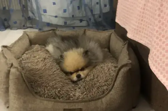 Собаки потеряшки, Красногорск, фото: Потеряшка собака на Железнодорожной, 23А с2