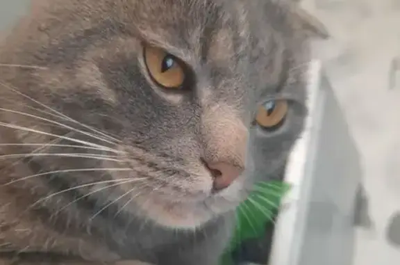 Кошки потеряшки, Киров, фото: Потеряшка кошка, Уральская ул. 4, Киров