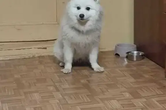 Найдена собака, Ленинградская область, фото: Найден шпиц, 14 линия, Ленобласть