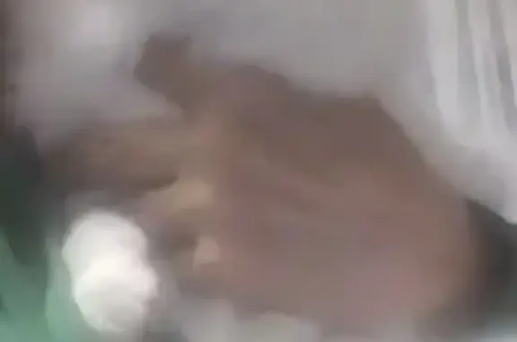 Белая кошка найдена: пр. Горького, 6, Чебоксары