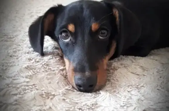 Пропала собака, Активная ул. 11, Пенза