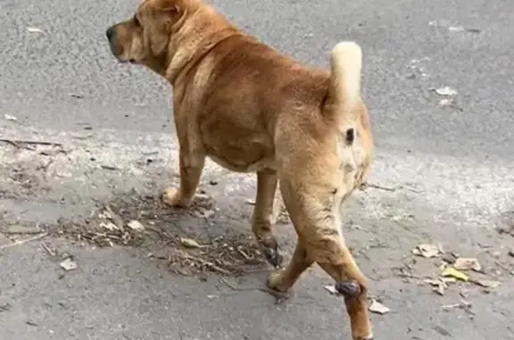 Найдена собака, Барнаул, фото: Собака найдена: Ядринцева 33А, Барнаул