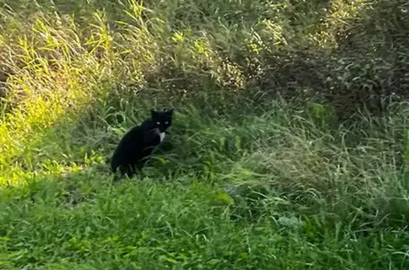 Найдена кошка, Иркутск, фото: Котик в парке на Лермонтова, Иркутск