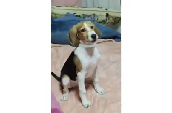 Найден щенок Бигля, Голицыно, МО