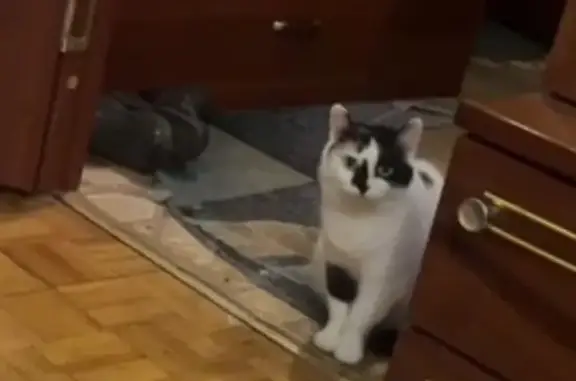 Пропала кошка, Старая/Новая Слобода, МО