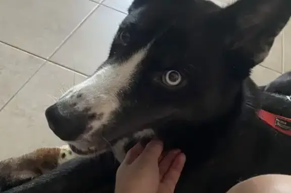 Щенок найден: ул. Камова, 6 к3, Люберцы