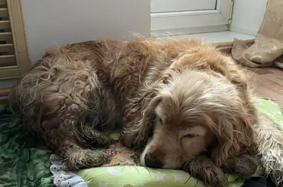 Спаниель найден на ул. Ломоносова, 42, Чита