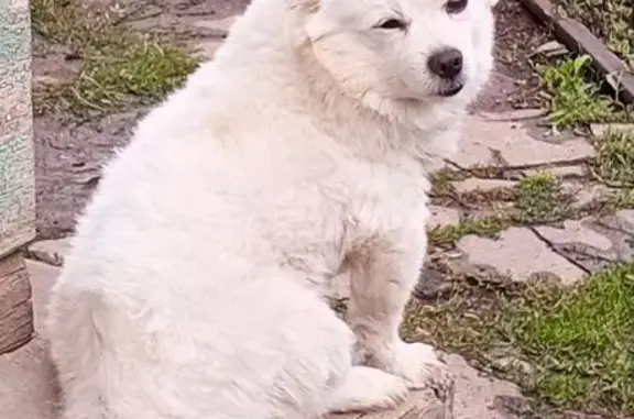 Пропала собака, переулок Курчатова, 163