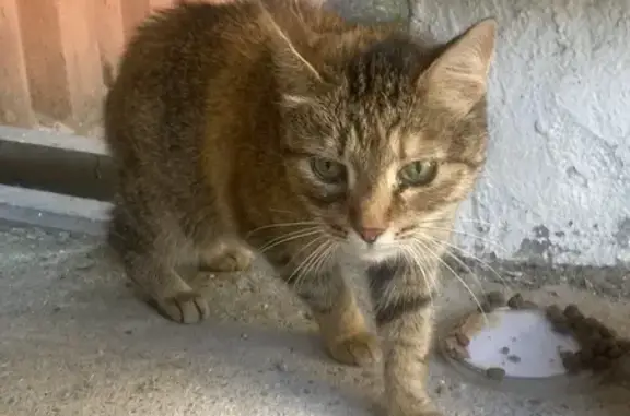 Найдена кошка, Нижний Новгород, фото: Кошка найдена: 40 лет Победы, 10, НН