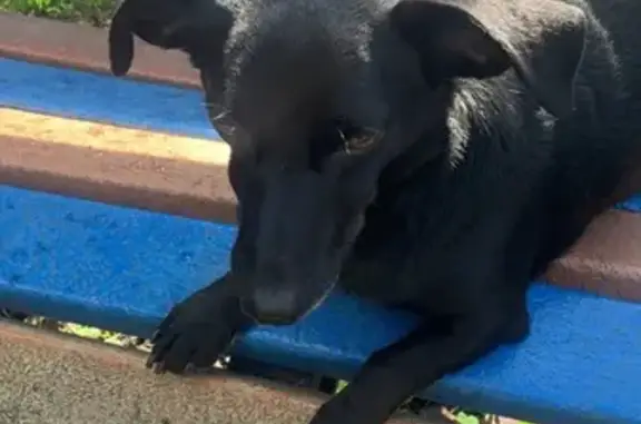 Найдена собака на Санаторной, 8, Екатеринбург