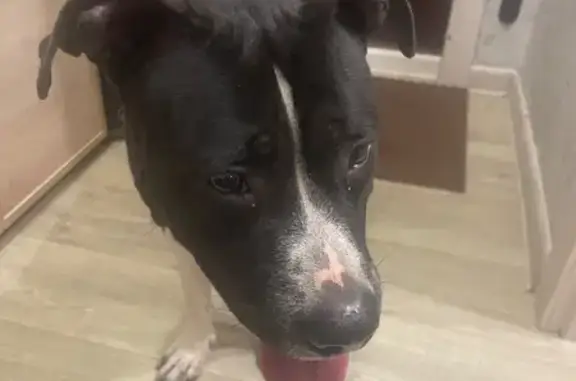 Найдена собака, Электросталь, фото: Стаффорд в стрессе, Тевосяна 24В, ищем хозяев