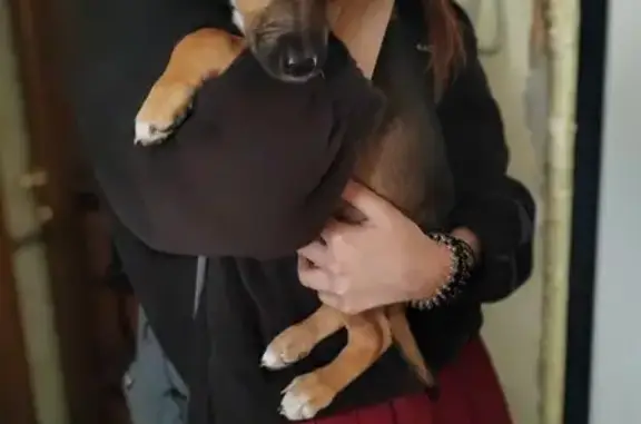 Найдена собака, Приморский край, фото: Найдена собака, Владивосток, Приморье