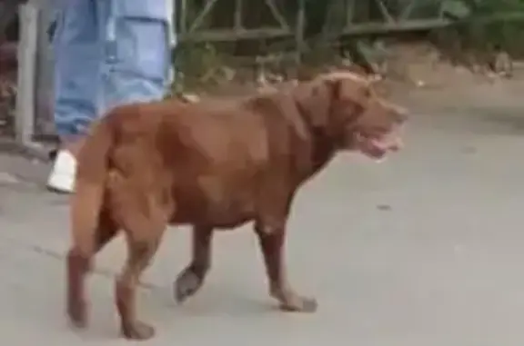 Найдена собака, Казань, фото: Найден лабрадор, пр. Победы, 62 к2, Казань