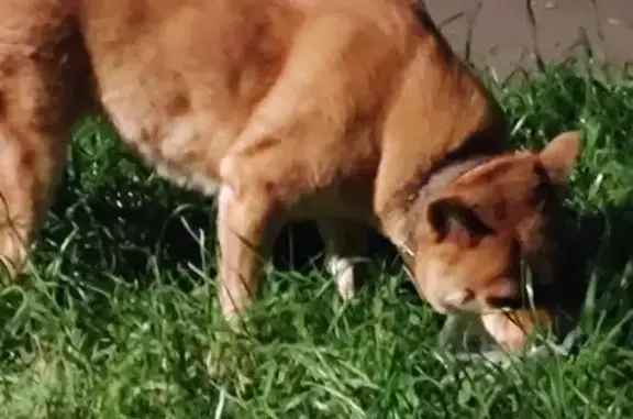 Найдена собака, Жуковский, фото: Рыжая собака найдена на Туполева, 14