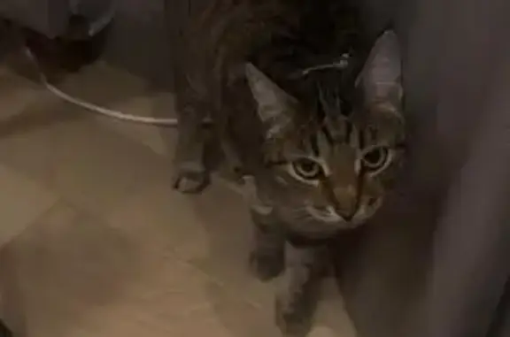 Кошки потеряшки, Казань, фото: Потеряшка кошка, ул. Алтын Балык, 58