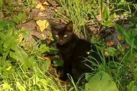 Черный котенок найден у Науки, 73, СПб