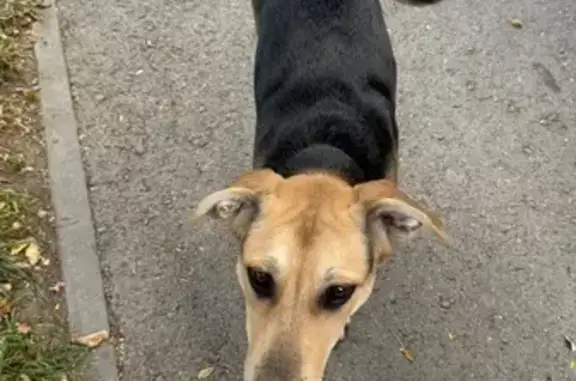 Найдена собака, Симферополь, фото: Собака найдена, ул. Блюхера 3, Симферополь