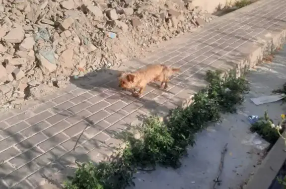 Найдена собака, Белгород, фото: Собака найдена: ул. Горького, 38, Белгород