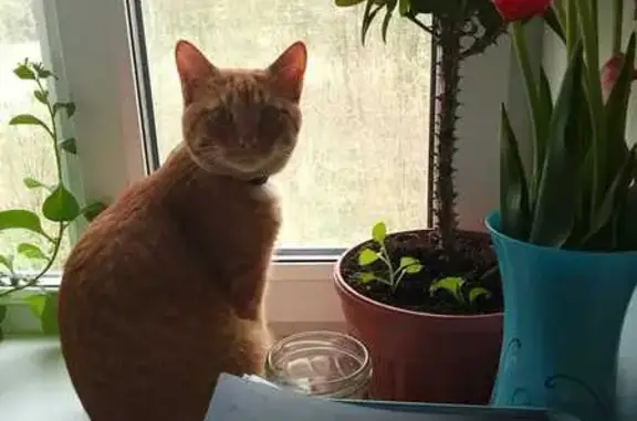 Пропала кошка, ул. Мира, Заволжск