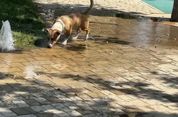 Найдена собака, Краснодар, фото: Собака найдена: ул. Ивана Беличенко, Краснодар