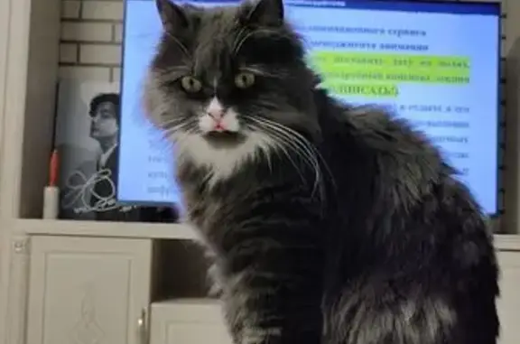 Кошки потеряшки, , фото: Потеряшка серая кошка, Берёзовая ул., Расцвет