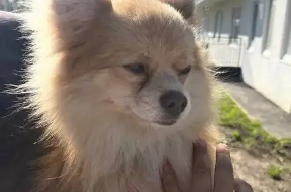 Найдена собака, Бугры, фото: Собака найдена: Полевая ул., Бугры