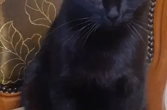 Кошки потеряшки, Орск, фото: Потеряшка кошка, Елшанская ул., Орск