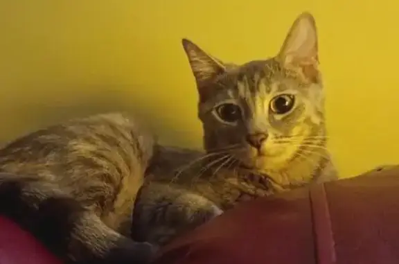 Кошки потеряшки, Междуреченск, фото: Потеряшка кошка, пр. Шахтёров, 13, Междуреченск