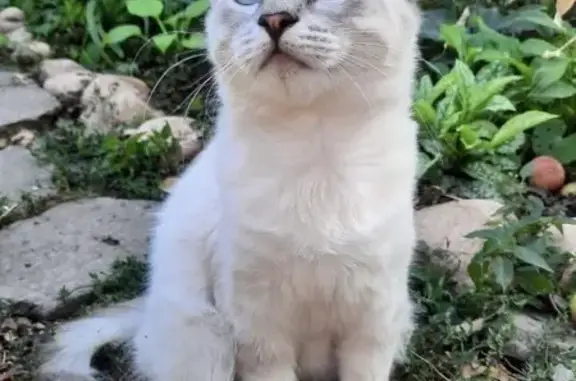 Пропала кошка, Перекопская 46, Майкоп