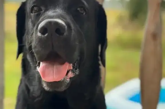 Пропала собака в Максимовском, Орловская обл.