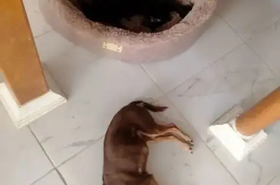 Собаки потеряшки, Чайковский, фото: Потеряшка собака, ул. Щербакова, Чайковский