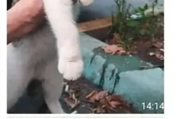 Кошка найдена: Волгоградский пр-т, Москва