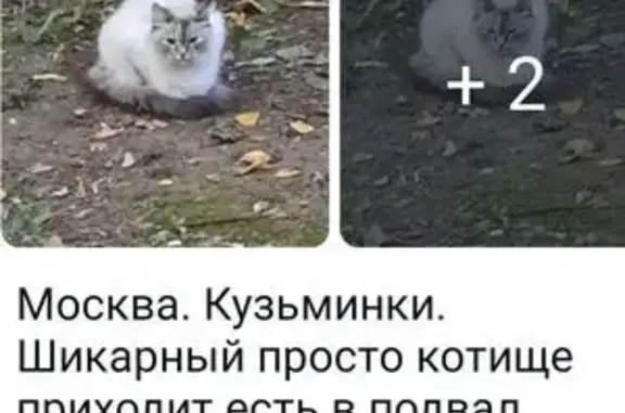 Кошка найдена: Волгоградский пр-д, Москва