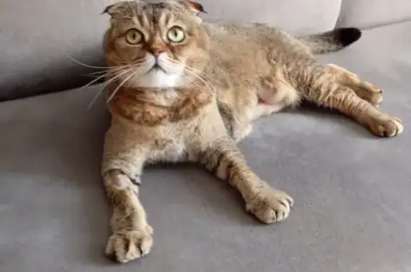 Кошки потеряшки, Апатиты, фото: Потеряшка кошка, ул. Воинов-Интернационалистов 2