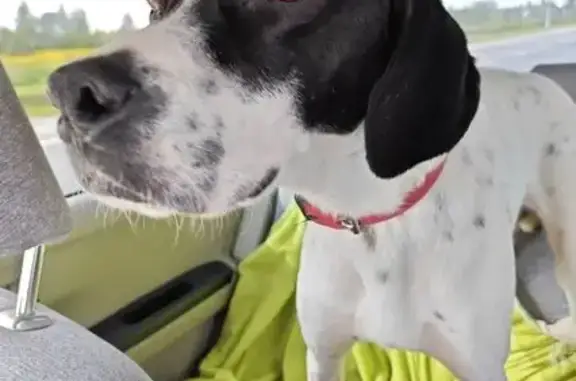 Найдена собака, Тверская область, фото: Поинтр найден у трассы в Тверскую область