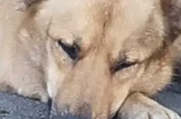 Собака найдена: Лесная ул., Москва