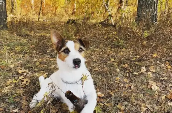 Собаки потеряшки, Липецкая область, фото: Потеряшка Джек Рассел в Ельце, 07.09